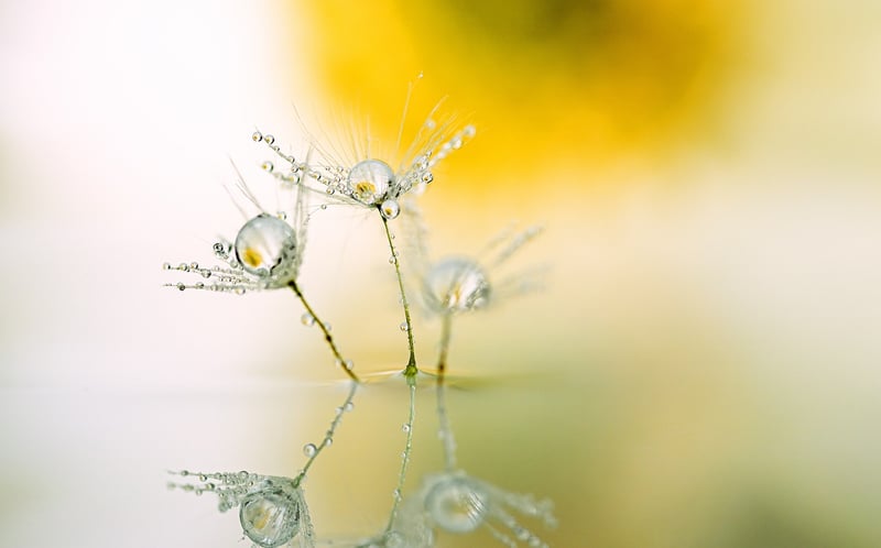 Dandelion